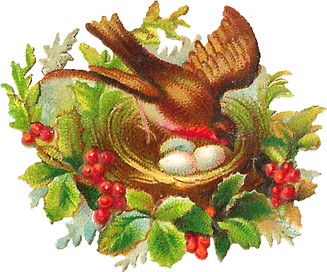 All This Week I'm Posting Some Lovely Bird And Bird - Illustration (700x576)