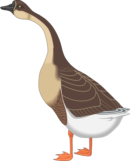 Goose Clipart Farm Animal - Geese Clipart (555x683)