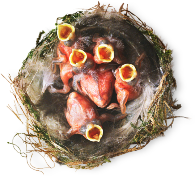 Dctm Penguin Uk Dk Al544649 Wzzgmx - Do Birds Build Their Nests Hd (640x586)