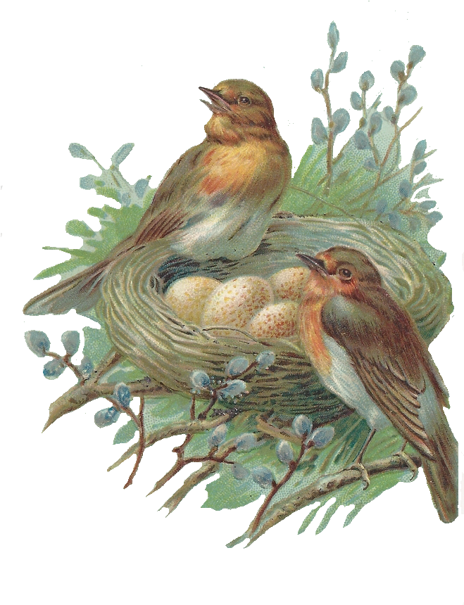 Nest Png Image - Vintage Birds And Nest (658x1000)