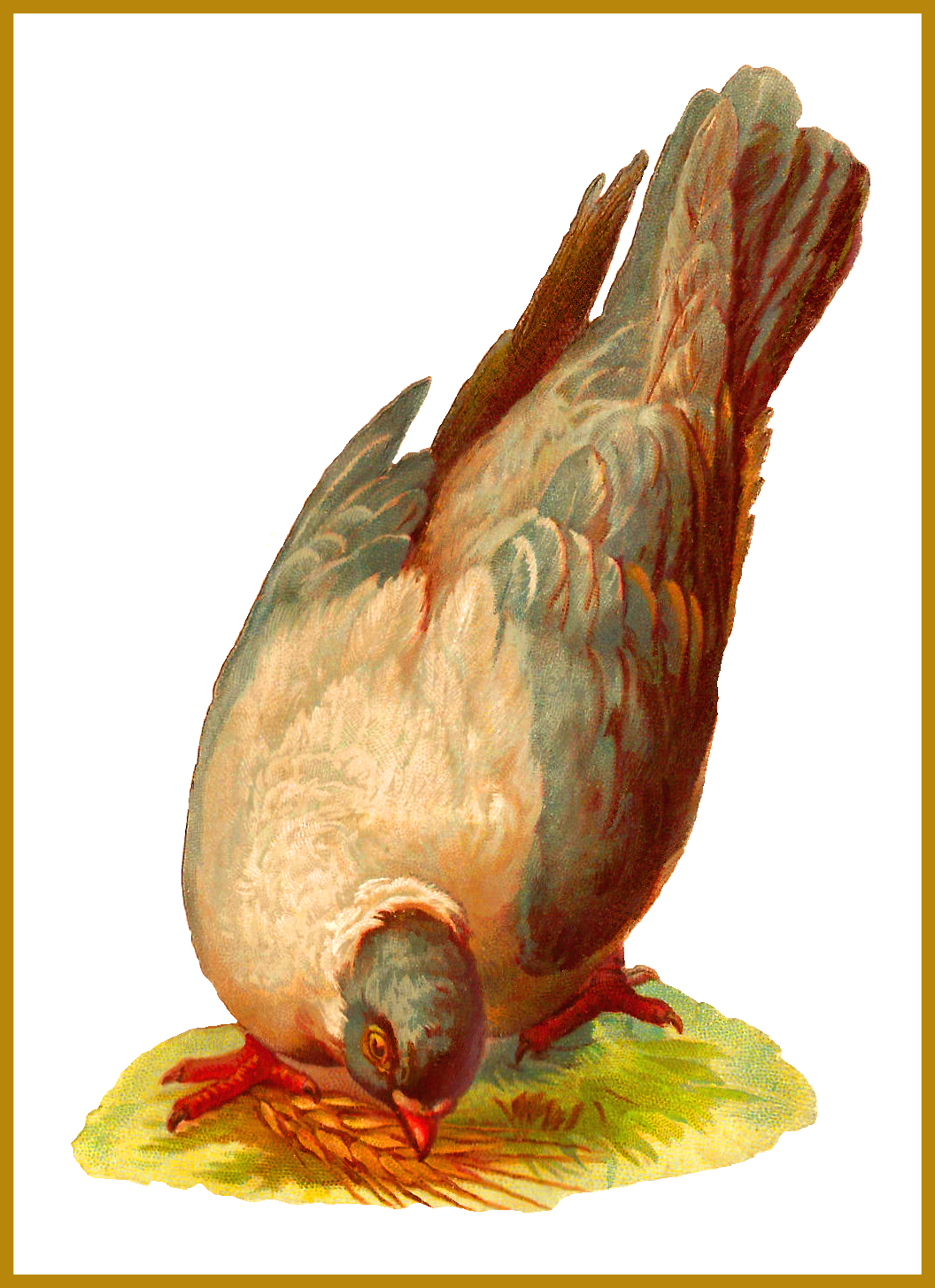 Stunning Antique Digital Bird Graphics Of Gray Pigeon - Pigeons And Doves (1056x1455)