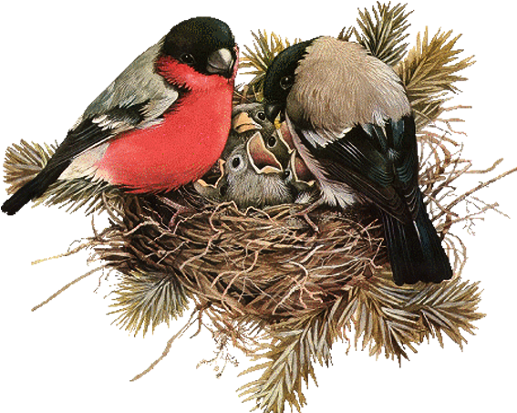 Edible Birds Nest - Nid Oiseau Png (600x600)