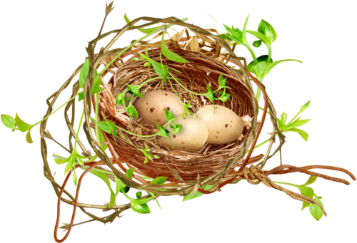 Birds Nests With Eggs - Nest (500x341)