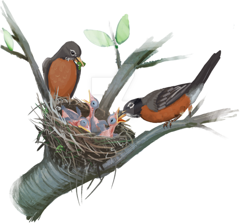 Robin's Nest By Anceylee-star - Lorikeet (894x894)