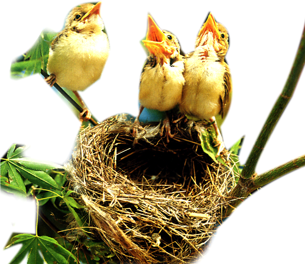 Healing Mysteries Of Edible Birds Nests Remain - Nest Images Png (1038x921)