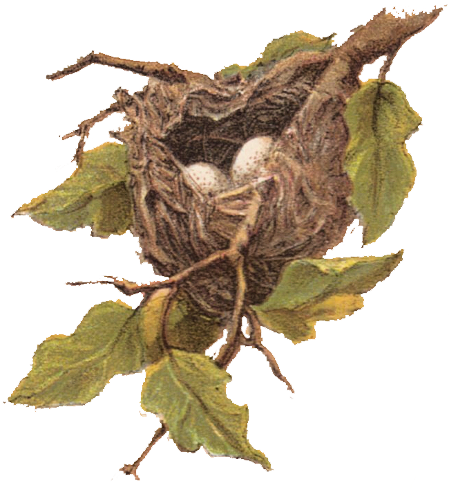 Free Vintage Clip Art Nest With Eggs - Bird Nest Clip Art (661x715)