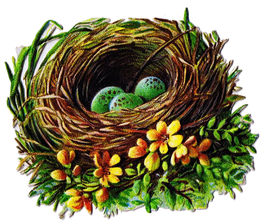 Bird Nest And Egg Graphics - Bird Nest Clip Art Free (1010x844)