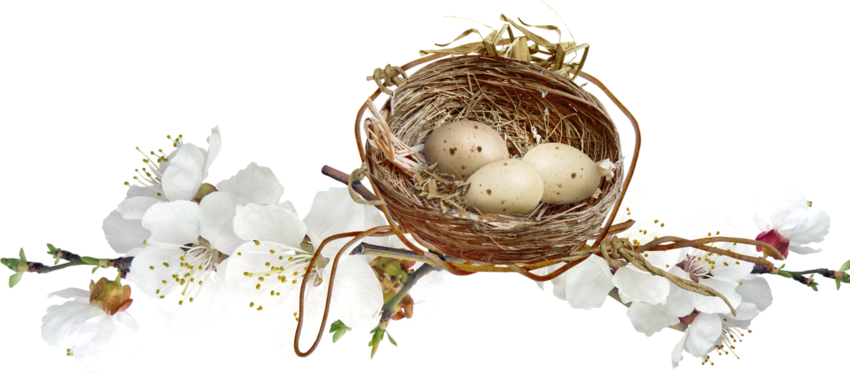 Birds Nests With Eggs - Joyeuses Pâques Transparent Png (850x373)