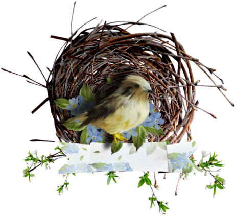 Birds Nests - Bird (500x500)