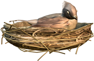 Birds Nests - Mallard (500x354)