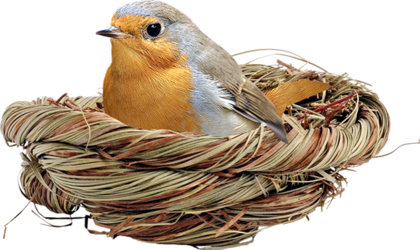 Birds Nests - European Robin (600x358)