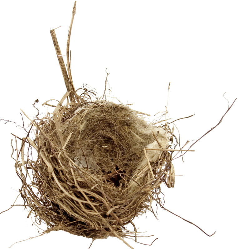Birds Nests - Bird Nest Png (763x800)