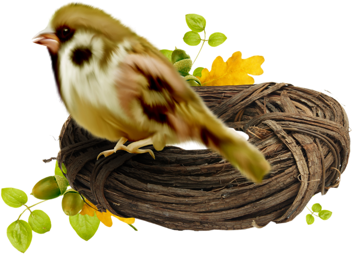 Basket Bird Edible Birds Nest Bird Nest Wallpaper - House Sparrow (800x800)
