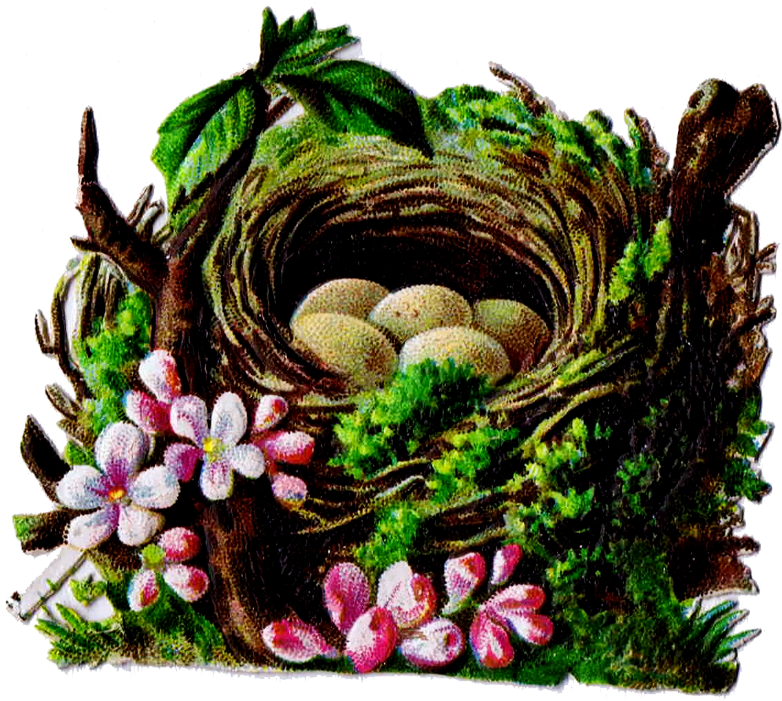 Bird's Nest Clipart Vintage - Clip Art (1154x1043)