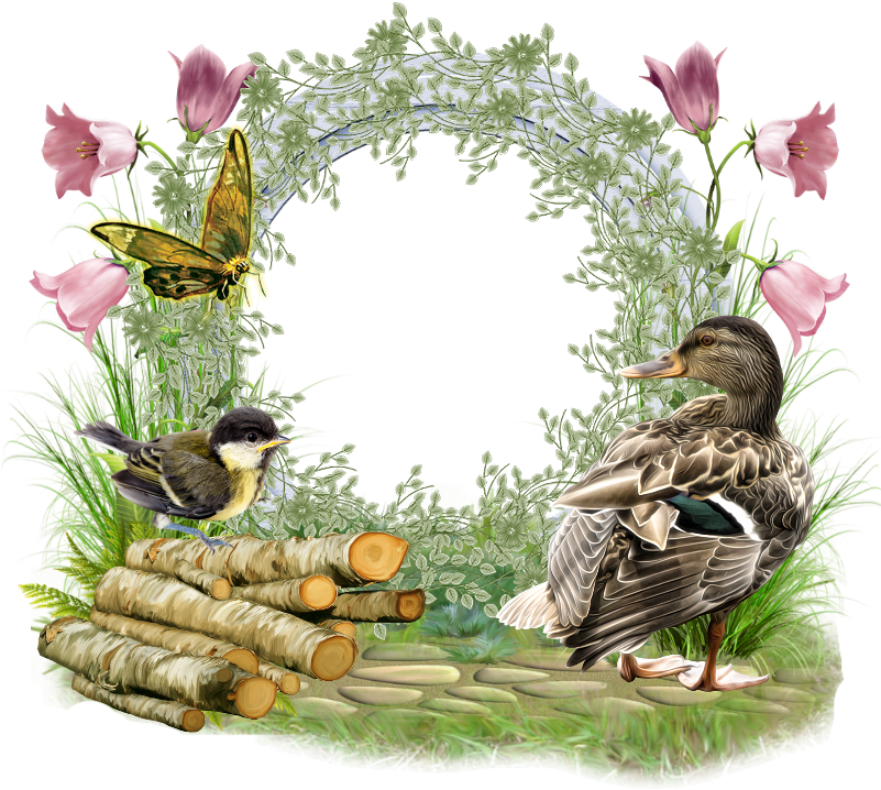 Water Bird Friendship Duck Picture Frames - Water Bird Friendship Duck Picture Frames (800x800)