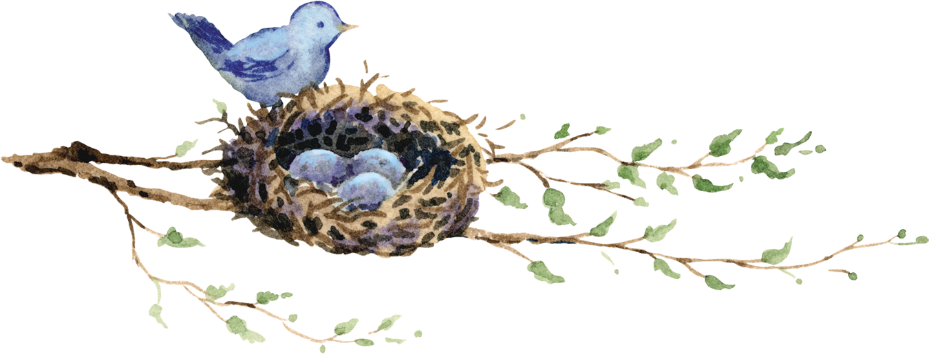 Edible Bird's Nest Bird Nest Drawing - Птица В Гнезде Рисунок (1386x590)