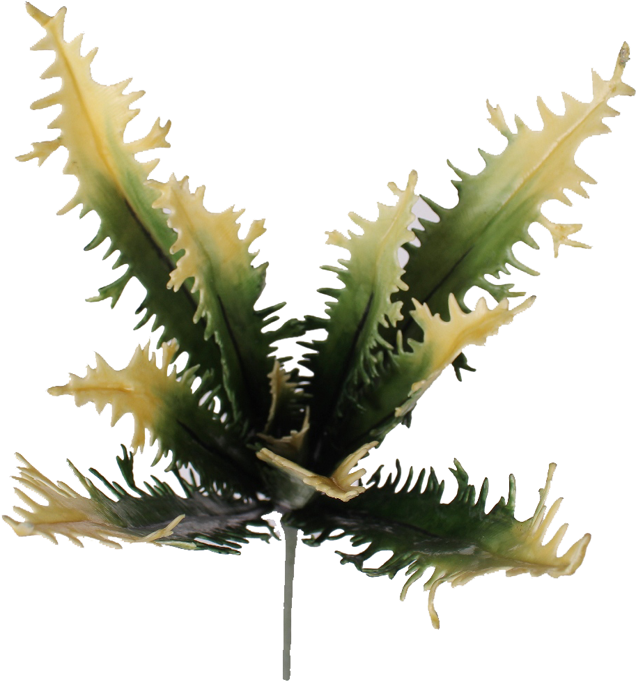 Birds Nest Fern Succulent - Fern (927x1012)