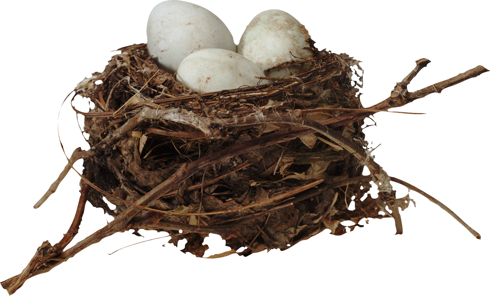 Bird Nest Egg Clip Art - Bird Nest Egg Clip Art (1652x1000)