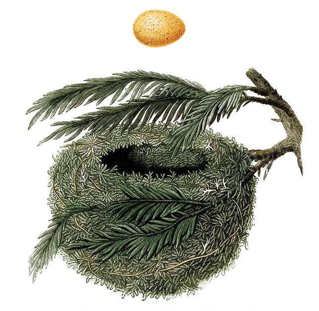 Nest Logo - Nest (644x626)