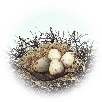 Kuku Bird Nest - Bird Egg Png Transparent (360x360)