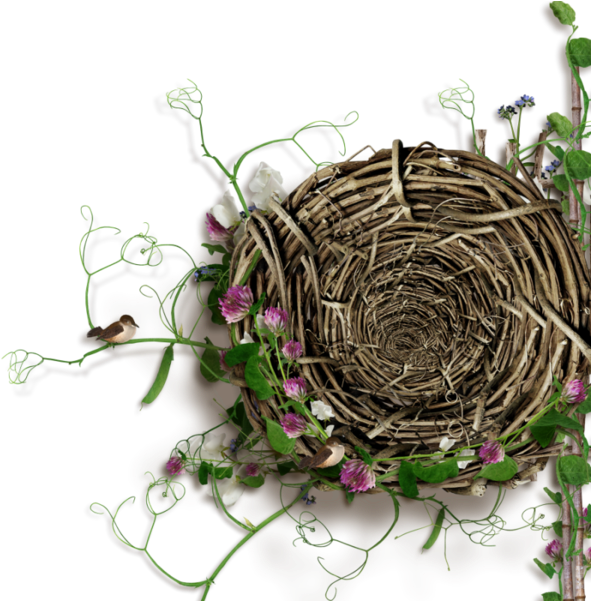 Birds Nests - Buttercup (600x600)