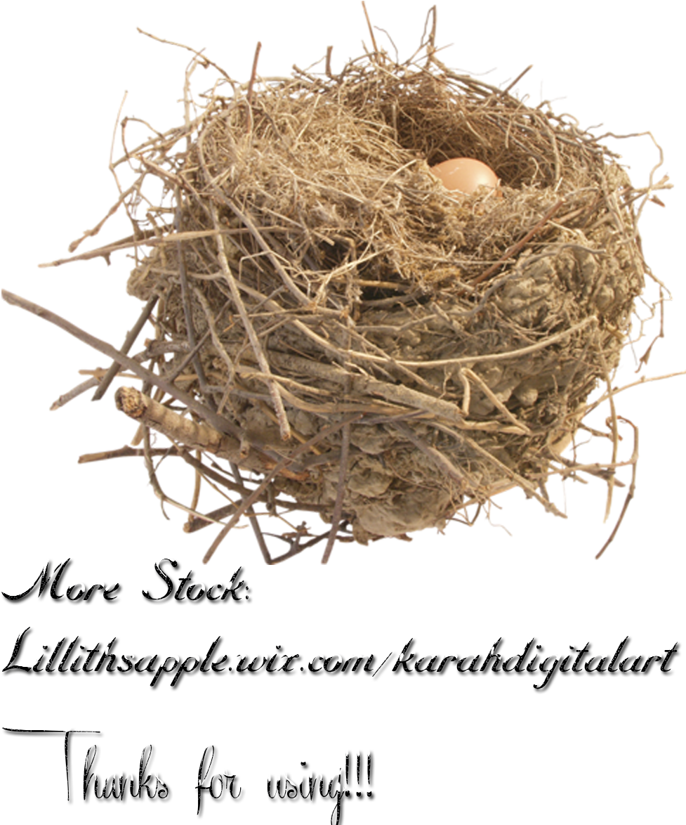 Nest Stock Png By Karahrobinson-art - Png Nest Images Hd (1000x1500)