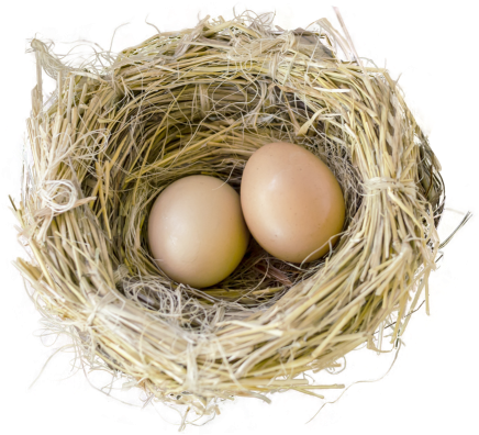 Bird Nest Png Transparent Image - Transparent Background Bird's Nest Png (500x449)
