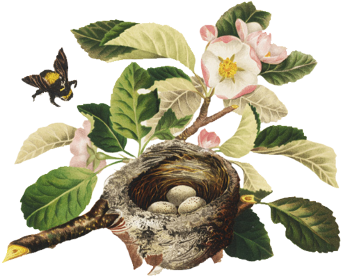 Bumblebee, Blossom, And Bird's Nest Png By Chaseandlinda - Bird Nest (1024x762)
