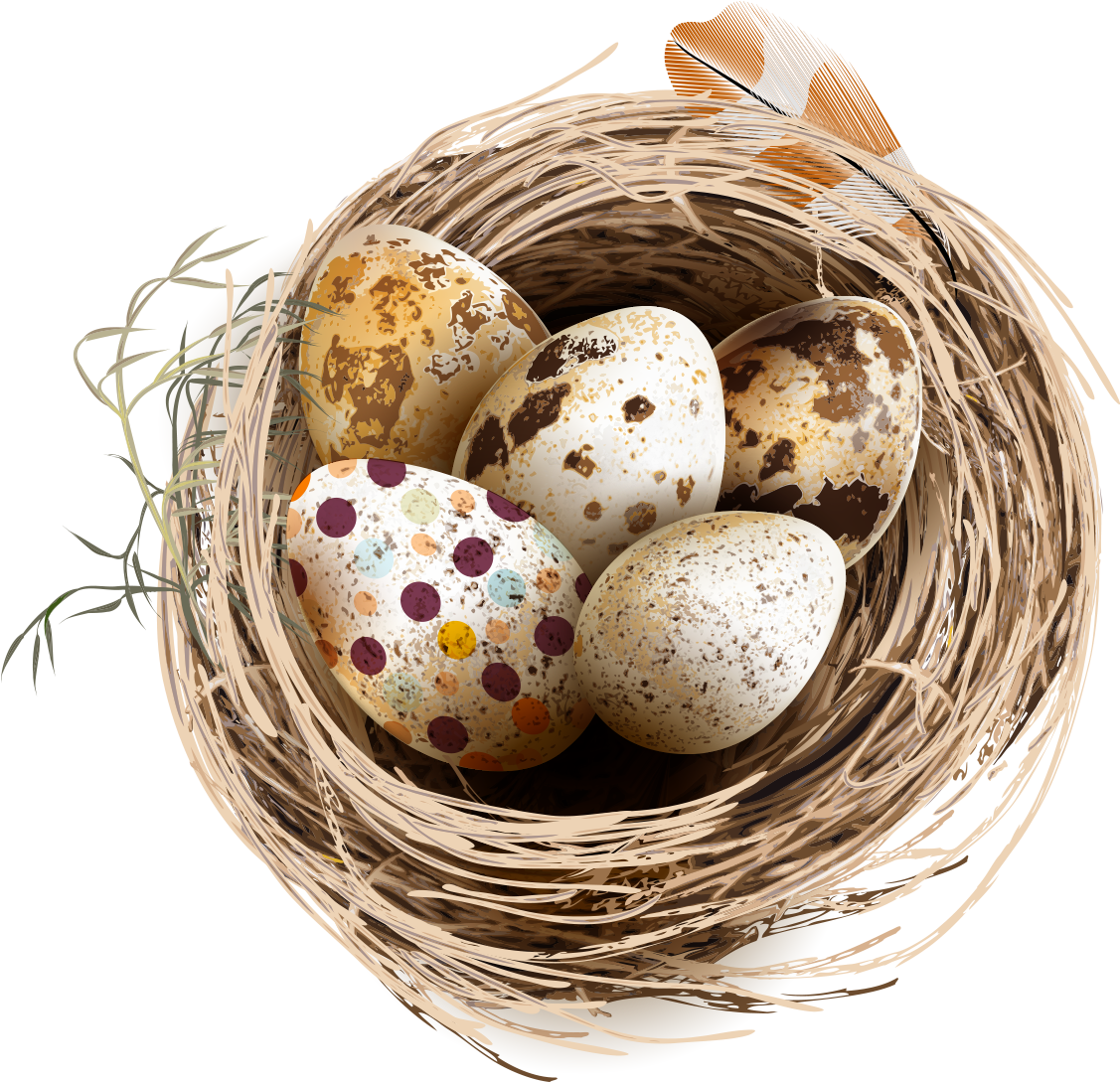 Bird Chicken Quail Eggs - Quail Egg Png (1600x1600)