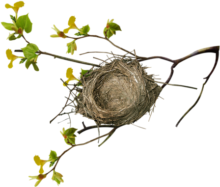 Birds Nests - Bird Nest On Tree Png (500x472)