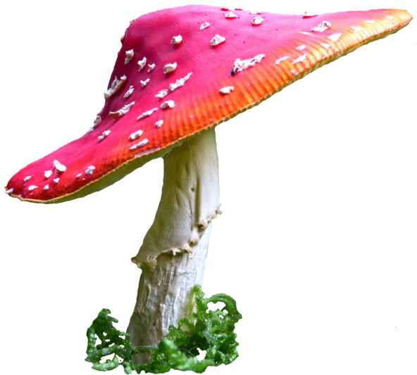 Alice In Wonderland Background Mushrooms For Kids - Alice In Wonderland Mushroom Png (600x539)