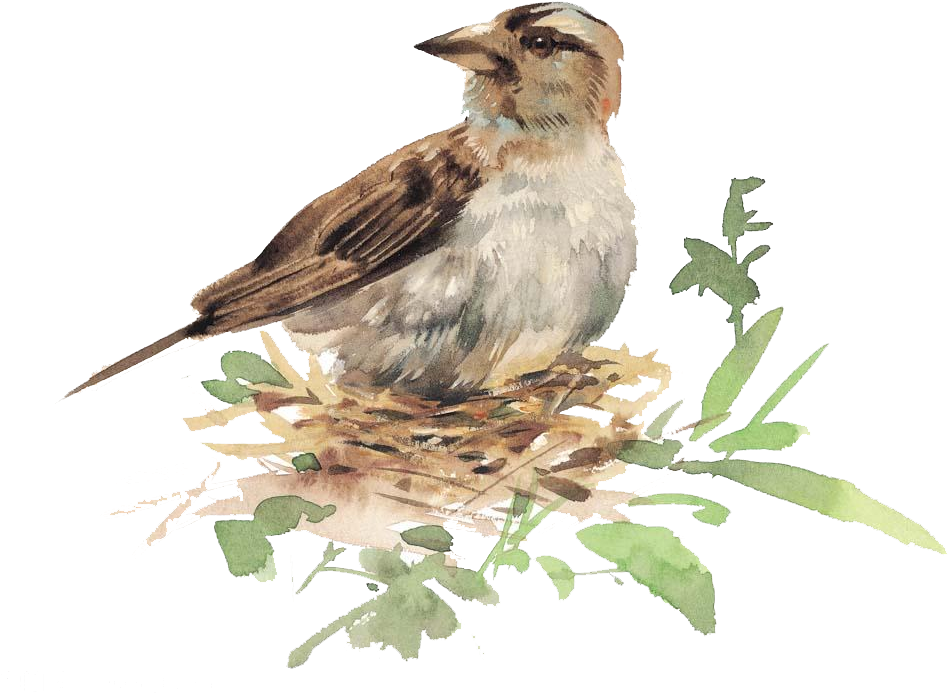 Bird Watercolor Painting Illustration - Illustration Bird In Nest (1000x964)