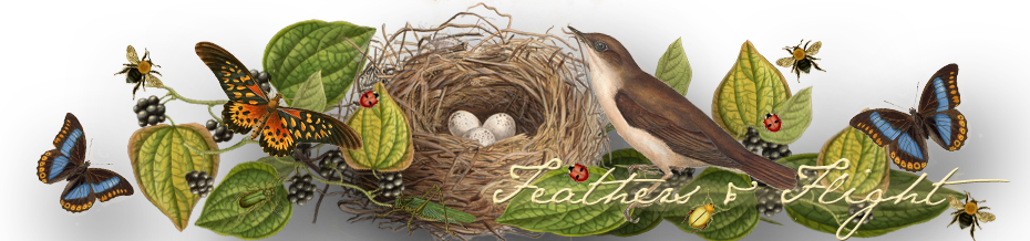 Feathers And Flight Blog Sub Header Photo Feathers - Babies By Sabrina Orah Mark (930x218)