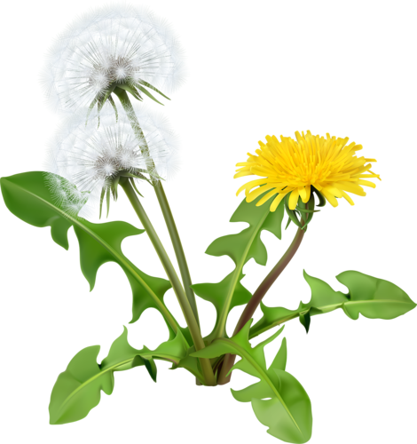 Dandelion Flowers Vector Icon [преобразованный] - Dandelion Greens (470x500)