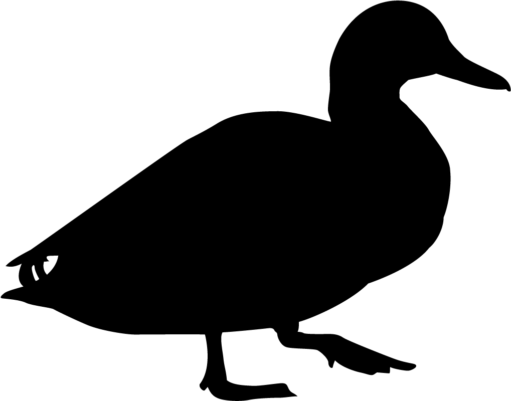 Black Bellied Whistling Duck Overview, All About Birds, - Duck Black And White (1024x1024)