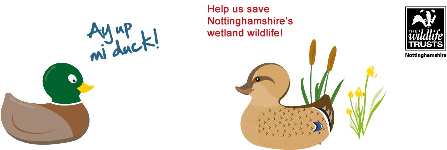 Ey Up Mi Duck (960x300)