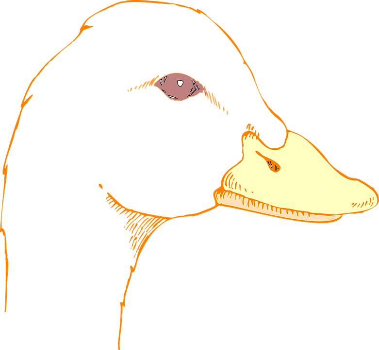 Drawn Duck Bird Head - Draw A Duck Head (781x720)