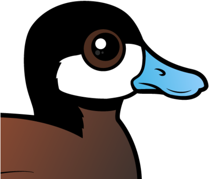The Ruddy Duck Is A Stiff-tailed Duck That Lives Throughout - Duck (440x440)