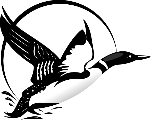 Loon Clip Art - Flying Loon Drawing (586x467)
