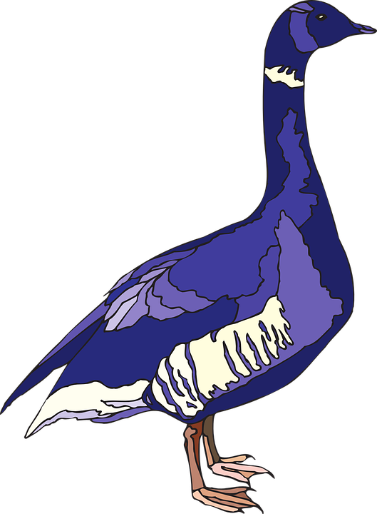 Duck Feathers Cliparts 16, Buy Clip Art - Purple Goose (529x720)