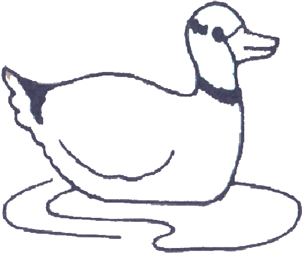 Color Bird Pictures - Duck (600x600)