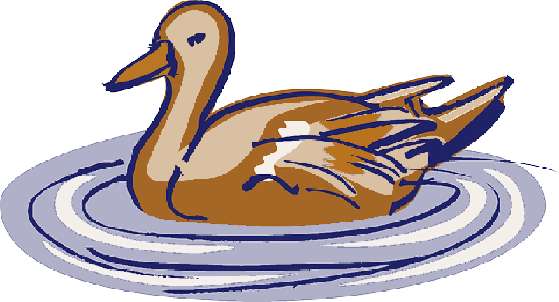 Water, Brown, Pink, Bird, Duck, Style, Swimming, Wings - Duck (800x433)