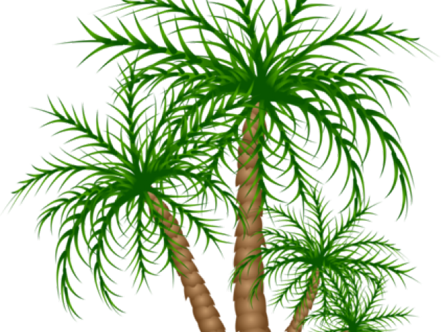 Date Palm Clipart Jurassic - Roystonea (640x480)