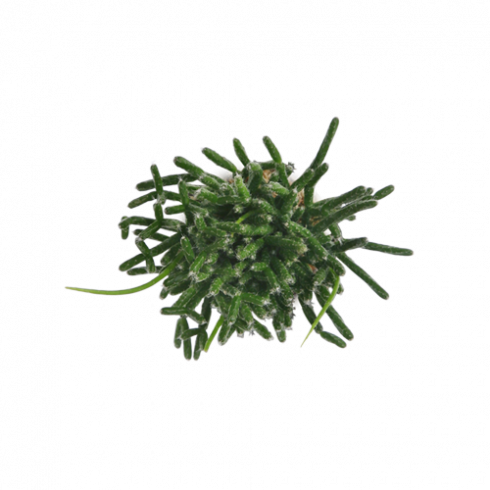 Rhipsalis-bacheffea - International Trade (490x490)