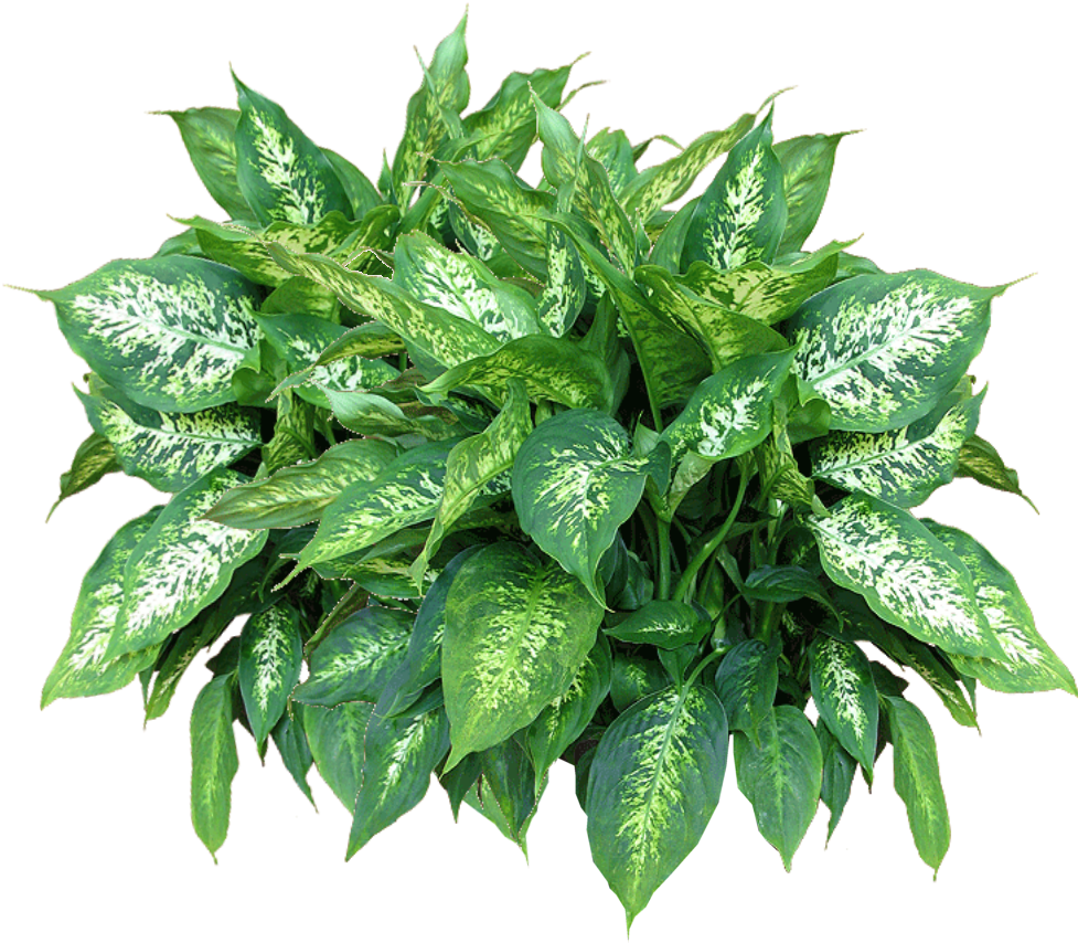 Jacey Alocasia Plant Texture Png 2010 10 24 22 38 304k - Plants Png (995x949)