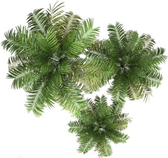 Palmeras En Monterrey - Tree Top View Png (618x312)