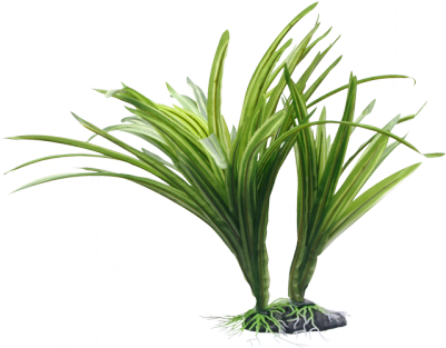 Esta Hermosa Planta Ácoro Estriado Aporta Un Aspecto - Fluval Plants (400x400)