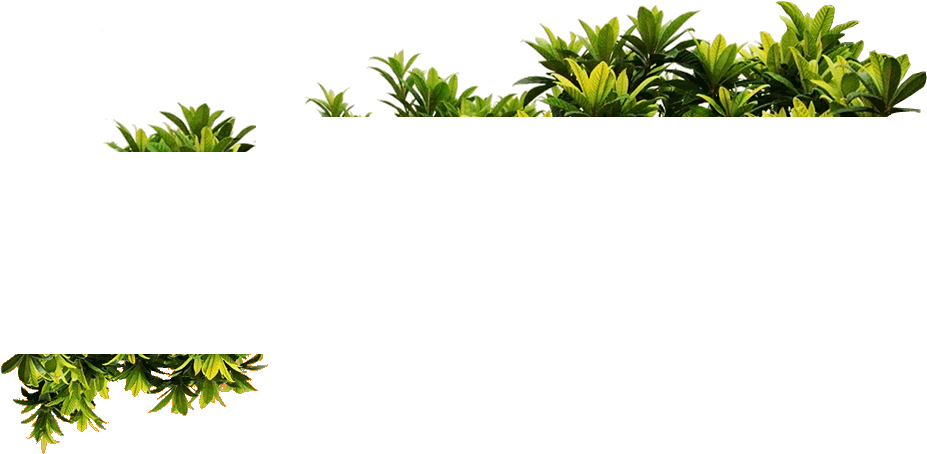 Png Plantas - Grass (926x477)