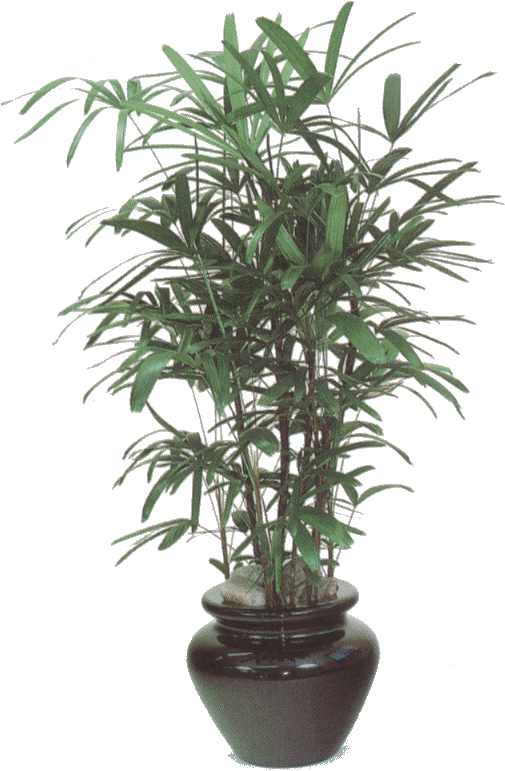 La Rhapsis Humilis Es Un Tipo De Palmera Que Crece - Raphis Palm (581x898)