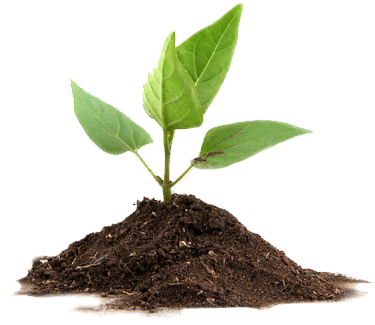 Viveros Ovalle - Small Picture Of Plant (421x357)